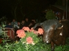 S_DSCF0018.JPG