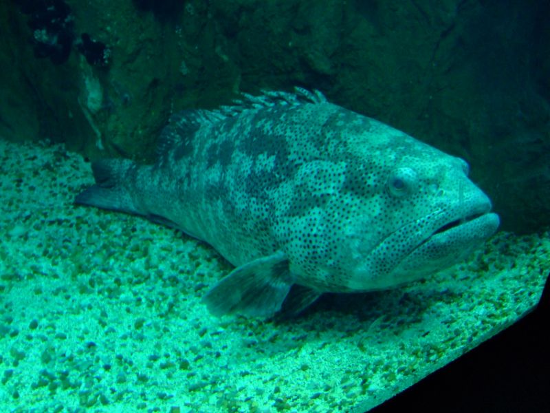 DSCF2777.JPG