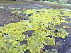 DSCF4229.JPG