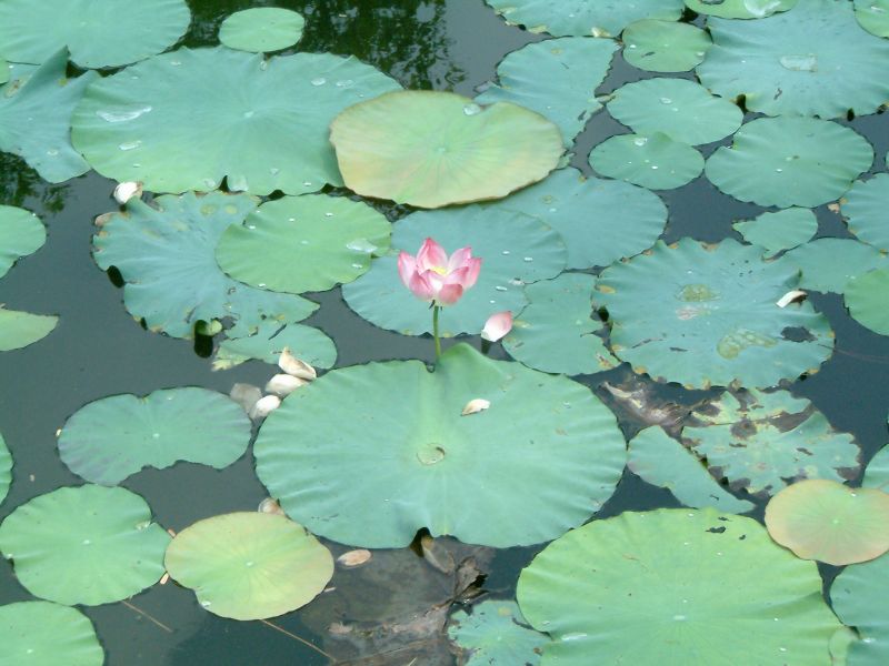 Vietnam2007-0208.JPG