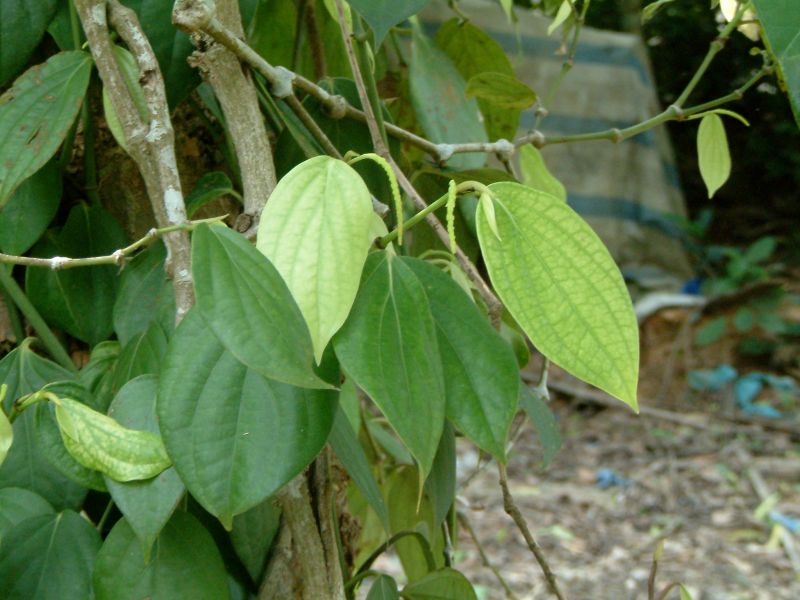 Vietnam2007-0210.JPG