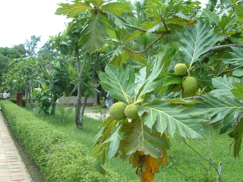 Vietnam2007-0226.JPG