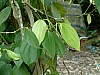 Vietnam2007-0210.JPG