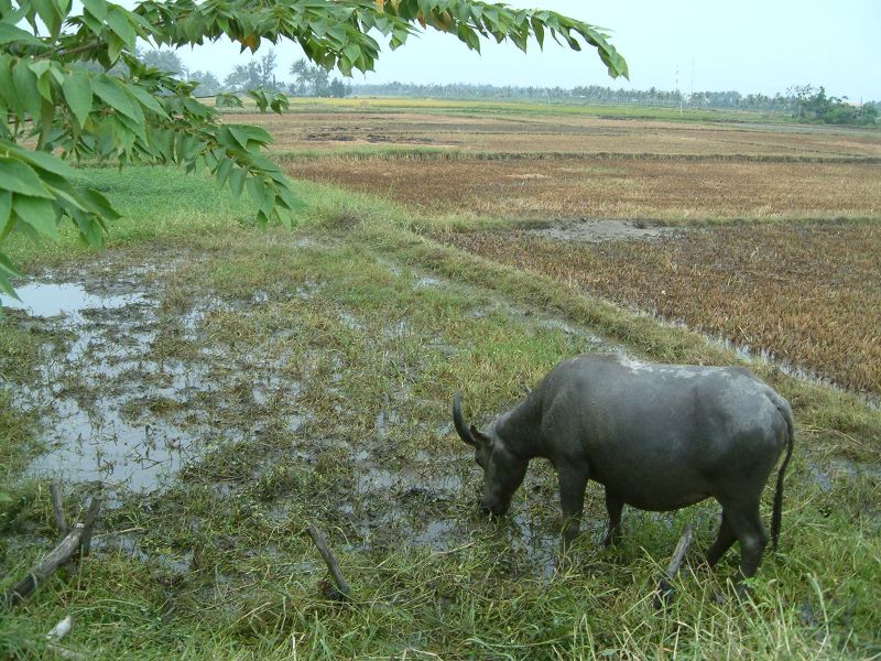 Vietnam2007-0388.JPG