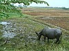 Vietnam2007-0388.JPG
