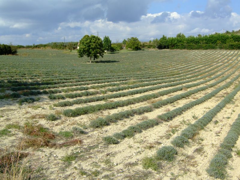 DSCF8812.JPG