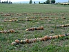 DSCF8811.JPG