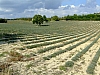 DSCF8812.JPG