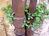 DSCF9071.JPG