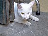 DSCF7443.JPG