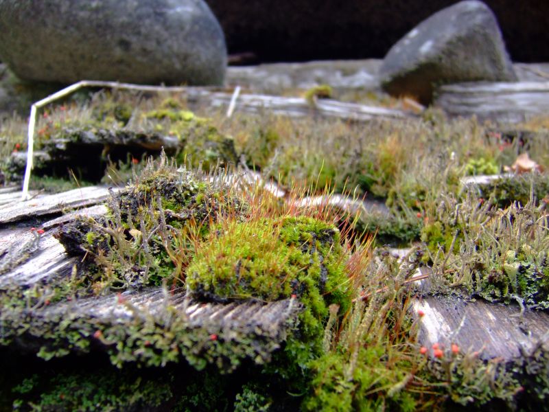 DSCF6449.JPG