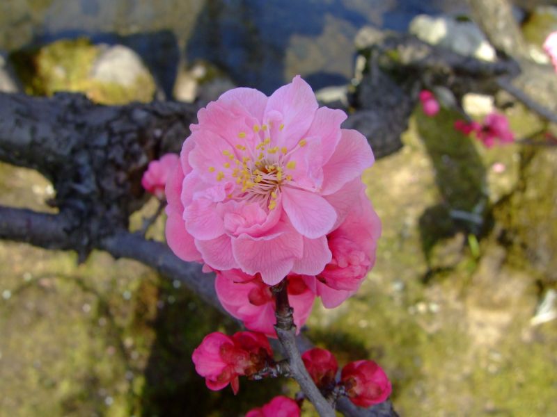 DSCF6508.JPG