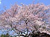 DSCF6937.JPG