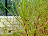 DSCF8277.JPG