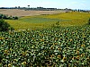 DSCF7917.JPG