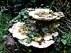 DSCF0325.JPG