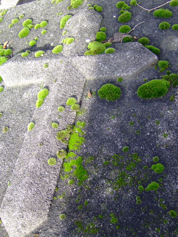 DSCF0972.JPG