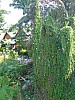 DSCF3027.JPG