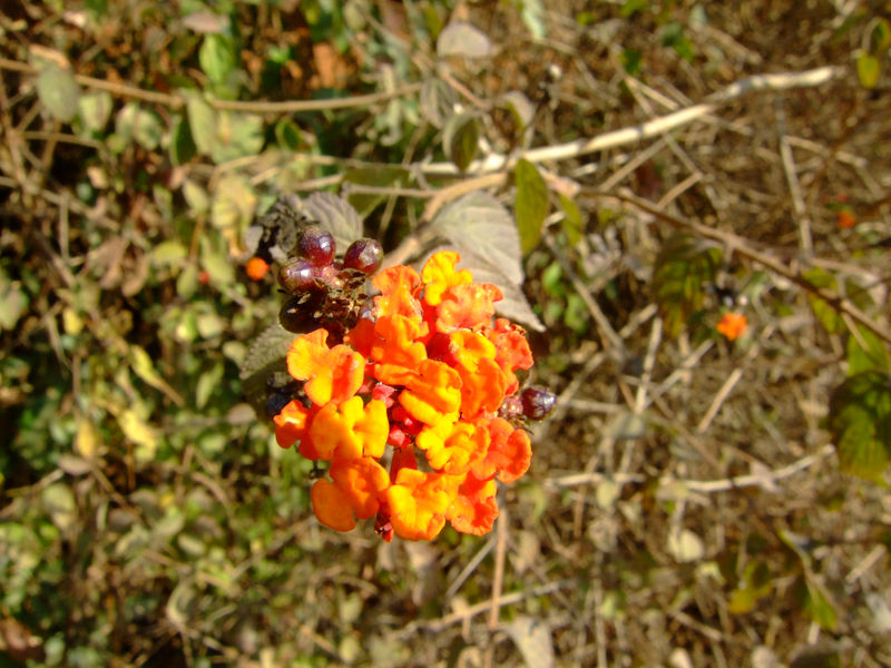 DSCF2077.JPG