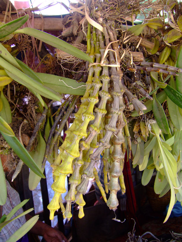 DSCF2078.JPG
