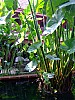 DSCF2907.JPG