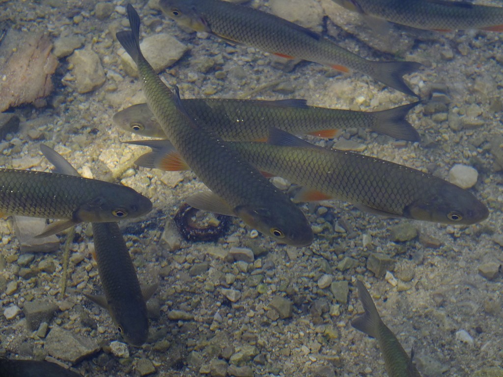 DSCF4518.jpg