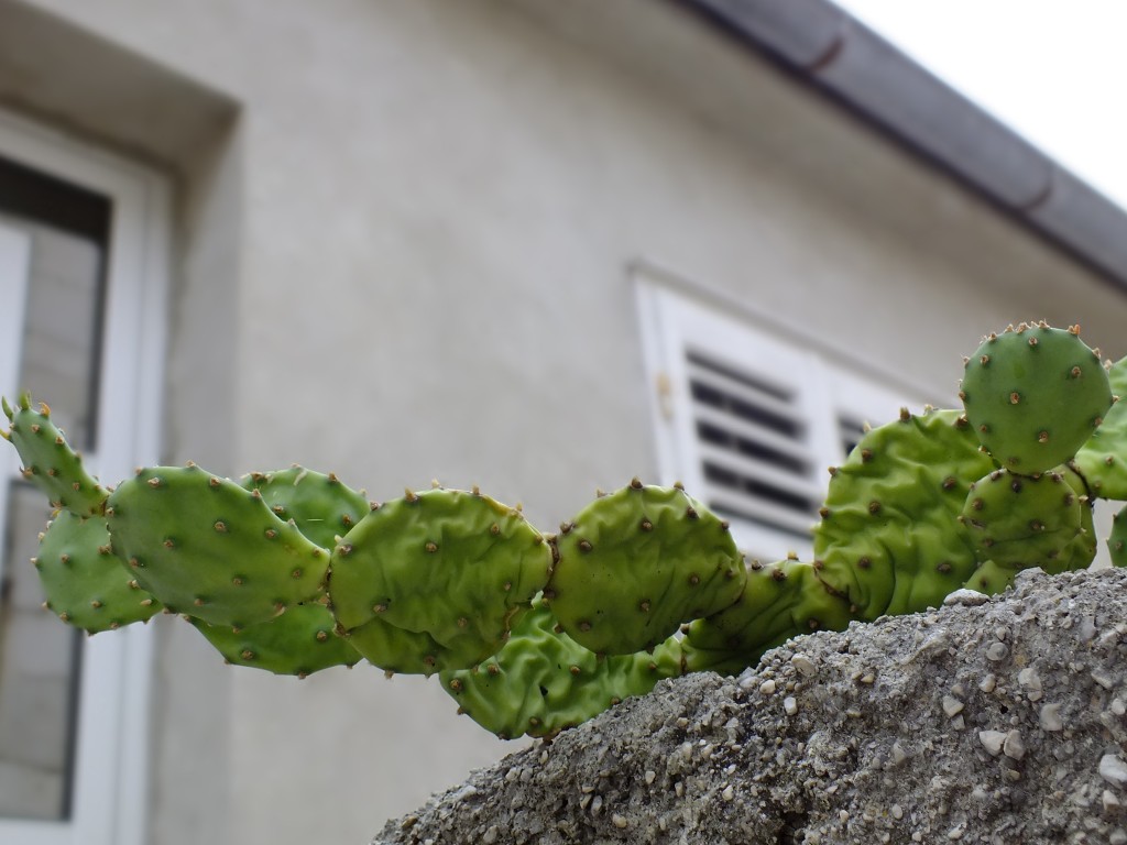 DSCF4601.jpg