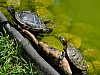 DSCF4390.jpg