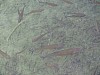 DSCF4496.jpg