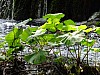 DSCF4526.jpg