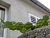 DSCF4601.jpg