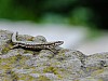 DSCF5796.jpg