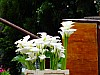 DSCF6062.jpg