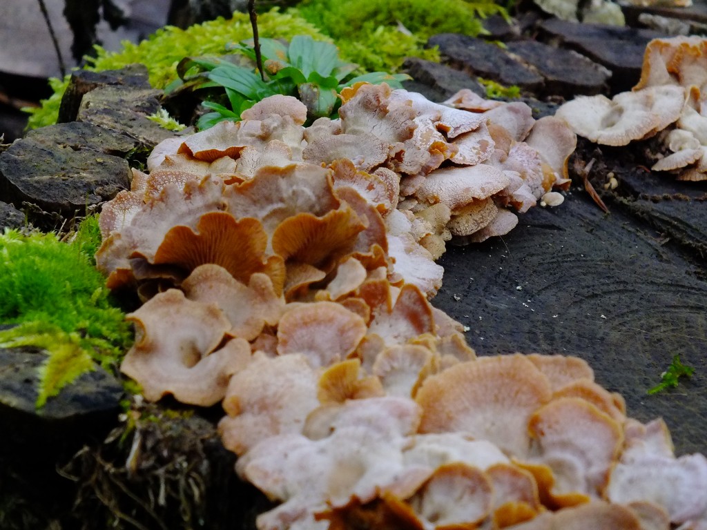 DSCF5436.jpg