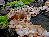 DSCF5436.jpg