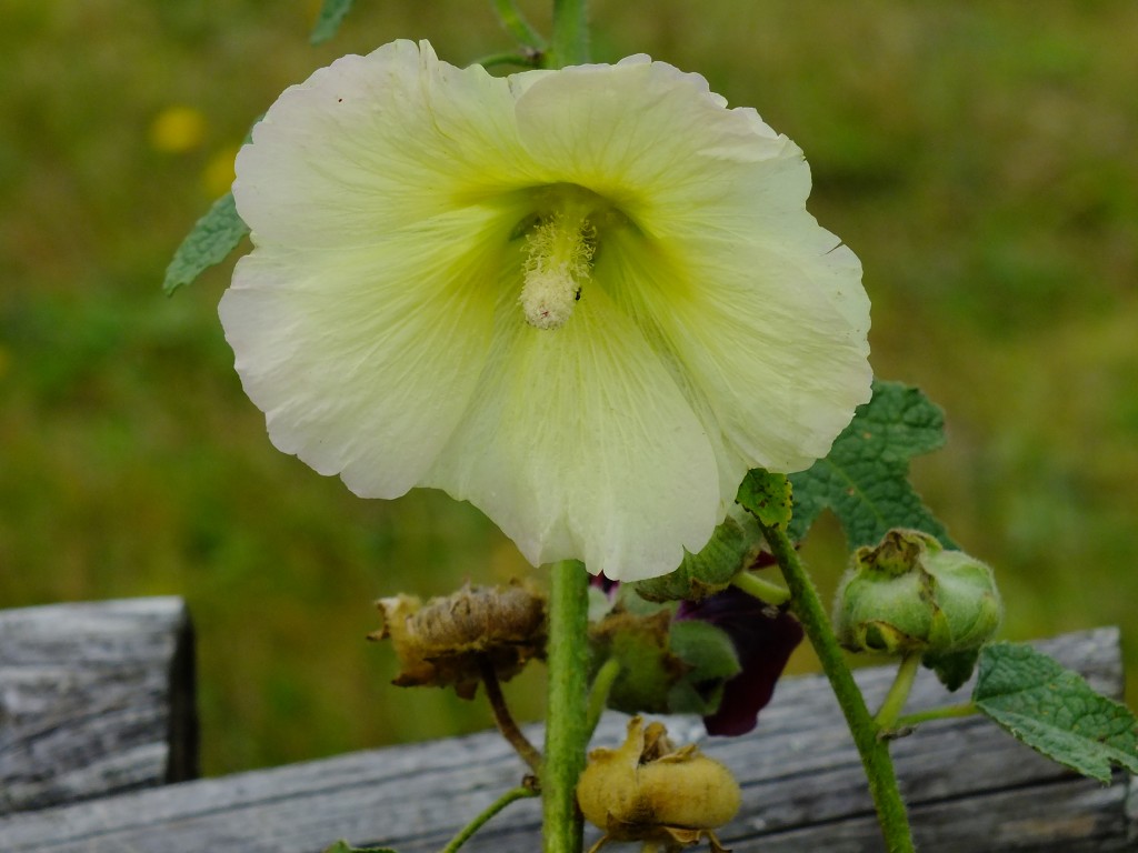 DSCF7811.jpg