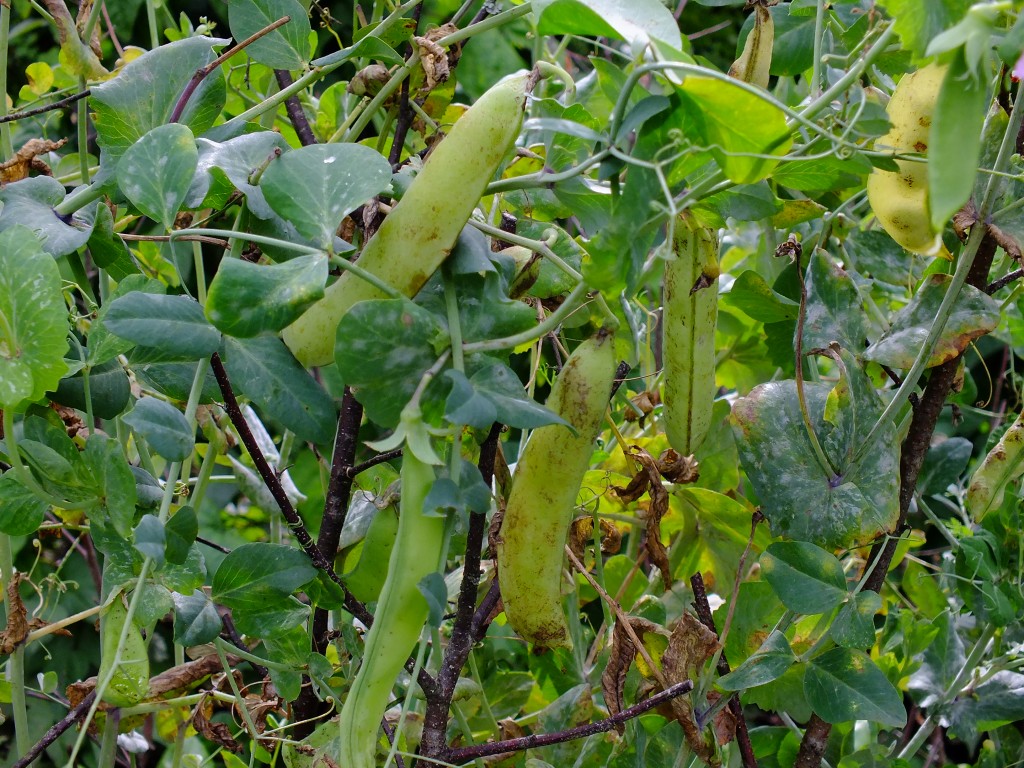 DSCF7820.jpg