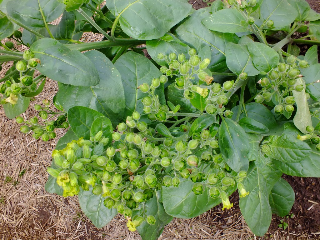 DSCF7822.jpg