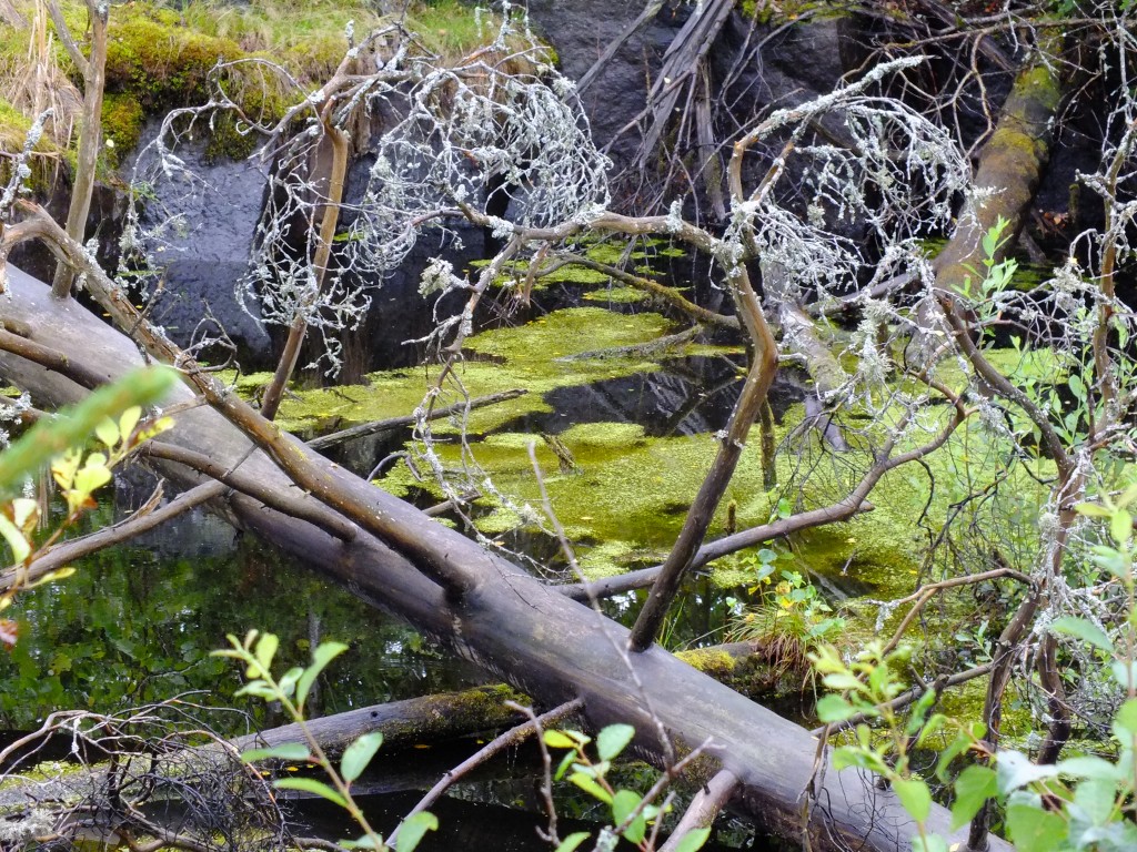 DSCF7843.jpg