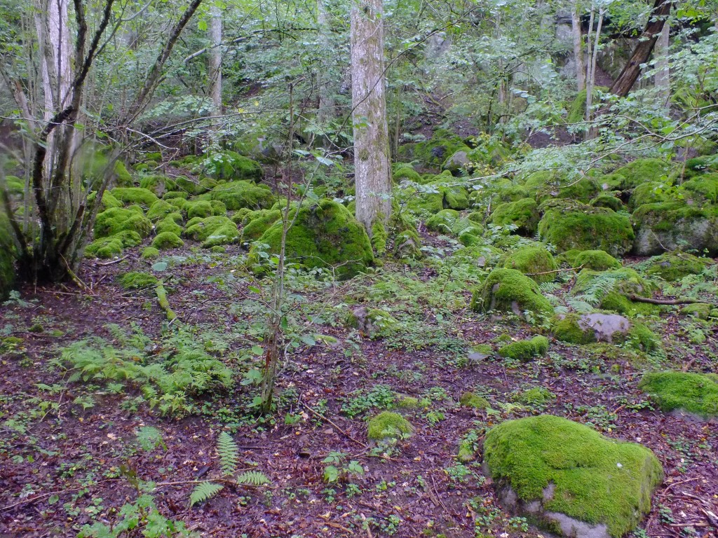 DSCF7863.jpg