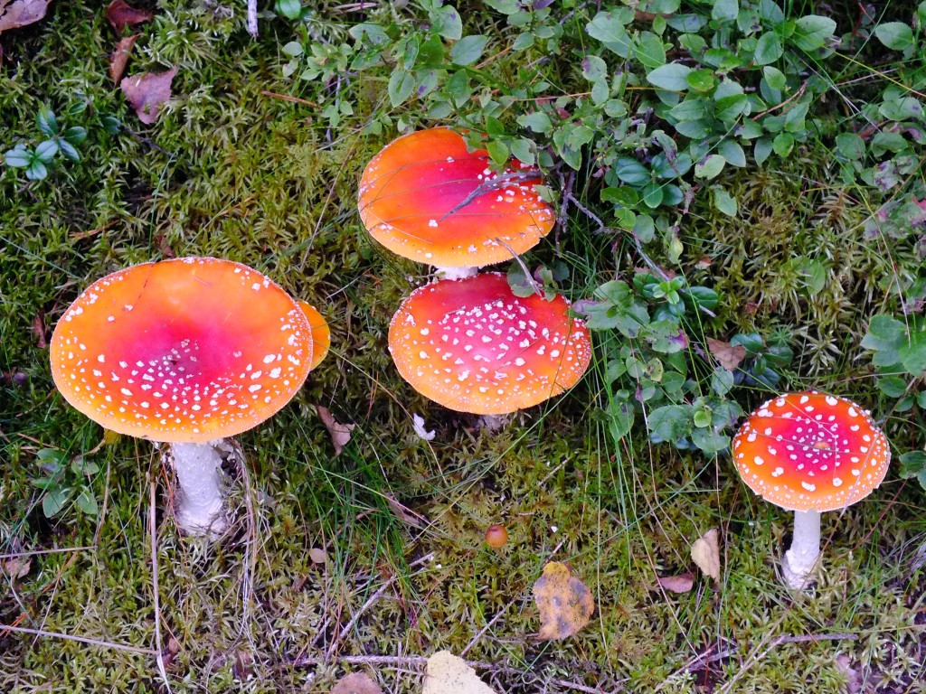 DSCF7929.jpg