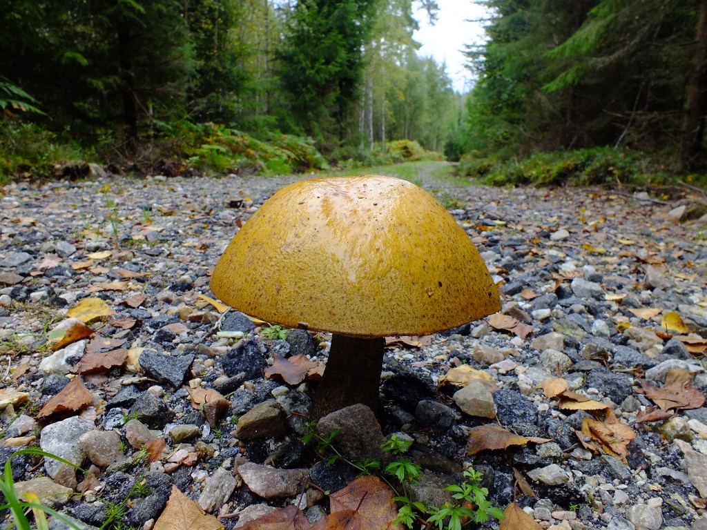 DSCF7935.jpg