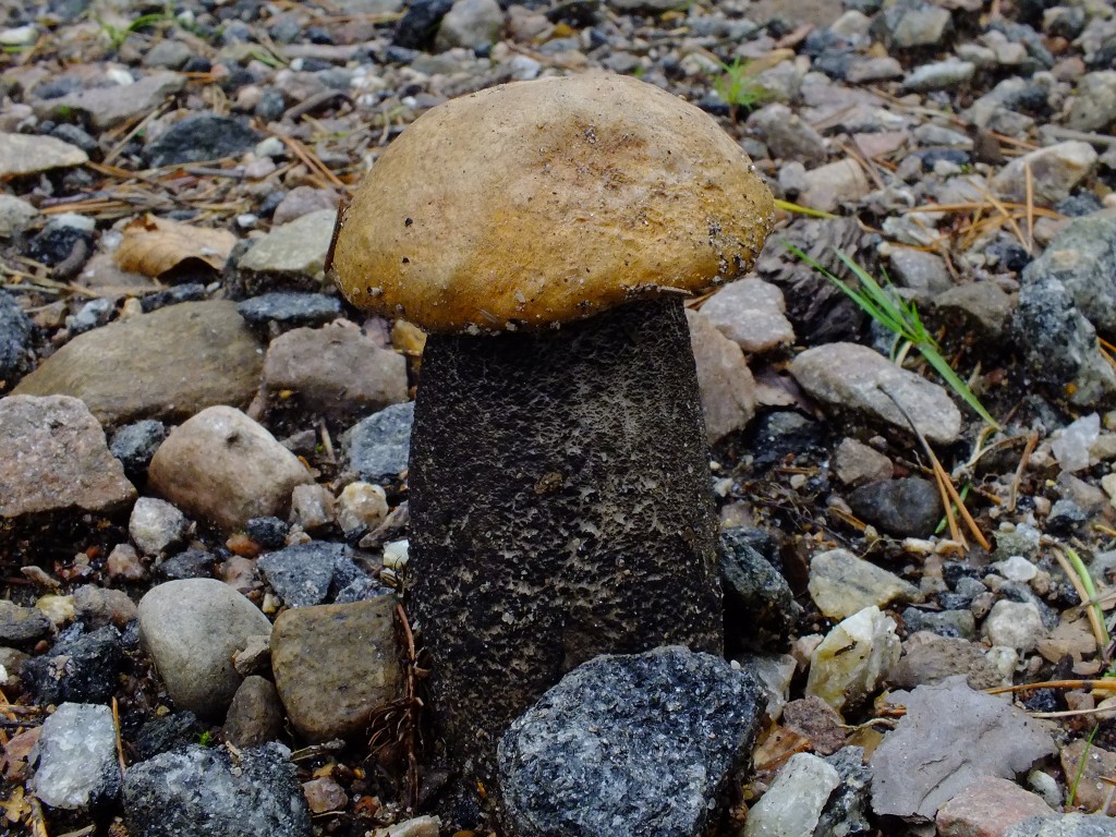 DSCF7939.jpg