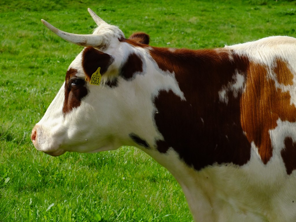 DSCF7953.jpg