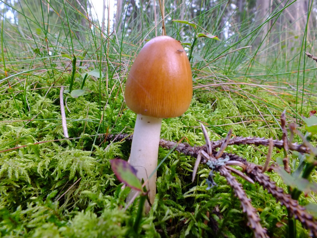 DSCF7970.jpg