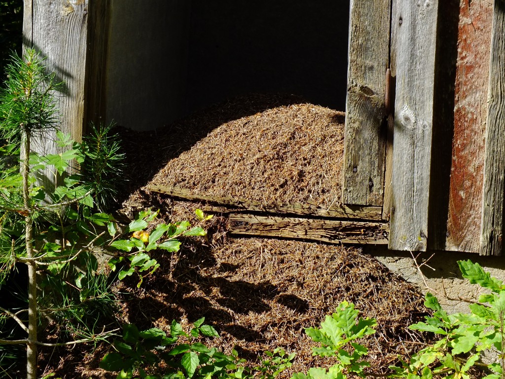 DSCF8005.jpg