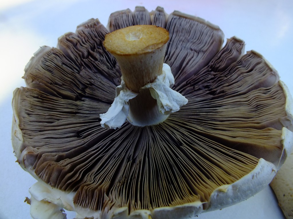 DSCF8010.jpg