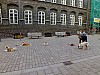 DSCF7517.jpg