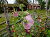 DSCF7812.jpg