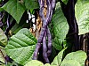 DSCF7823.jpg